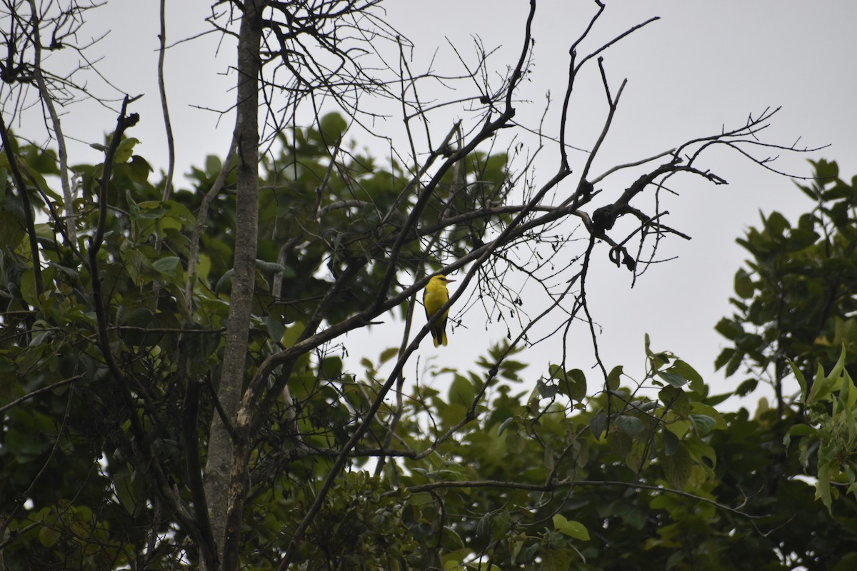 Indian Golden Oriole - ML639457809