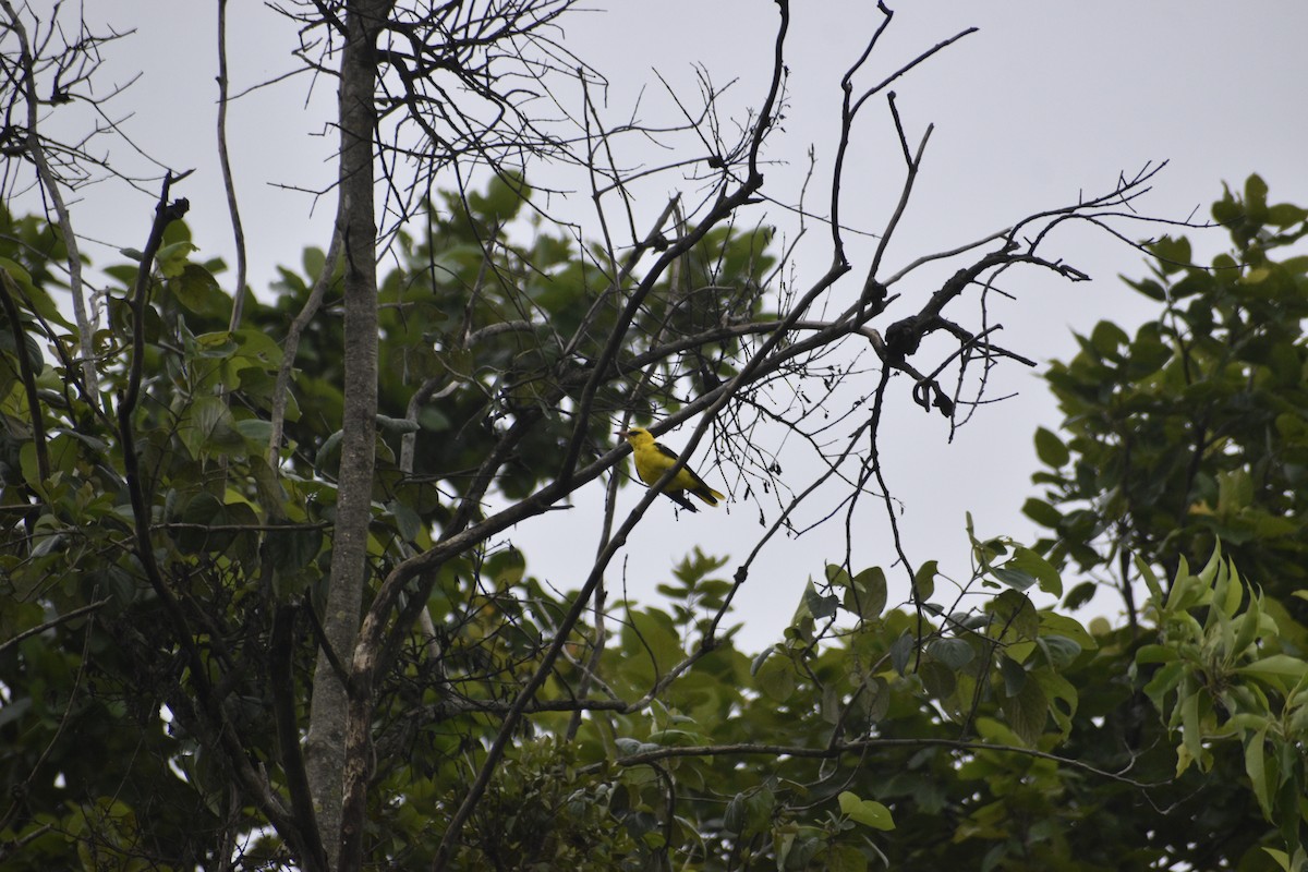 Indian Golden Oriole - ML639457810