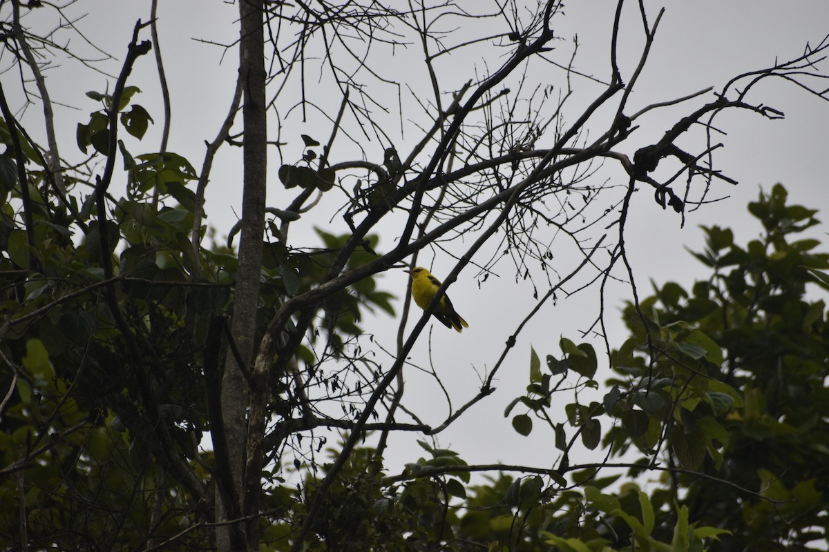 Indian Golden Oriole - ML639457811