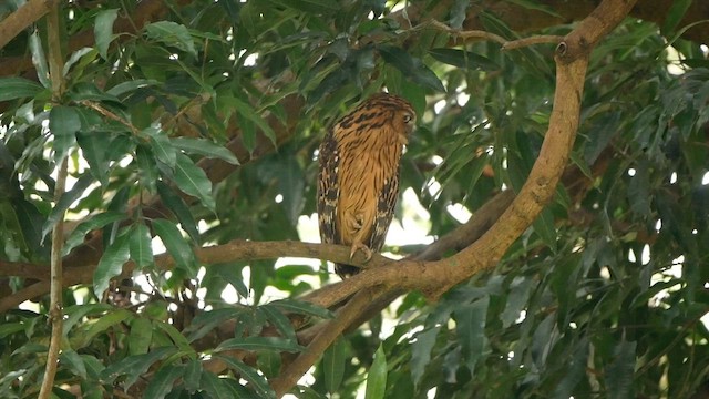 Buffy Fish-Owl - ML639457841