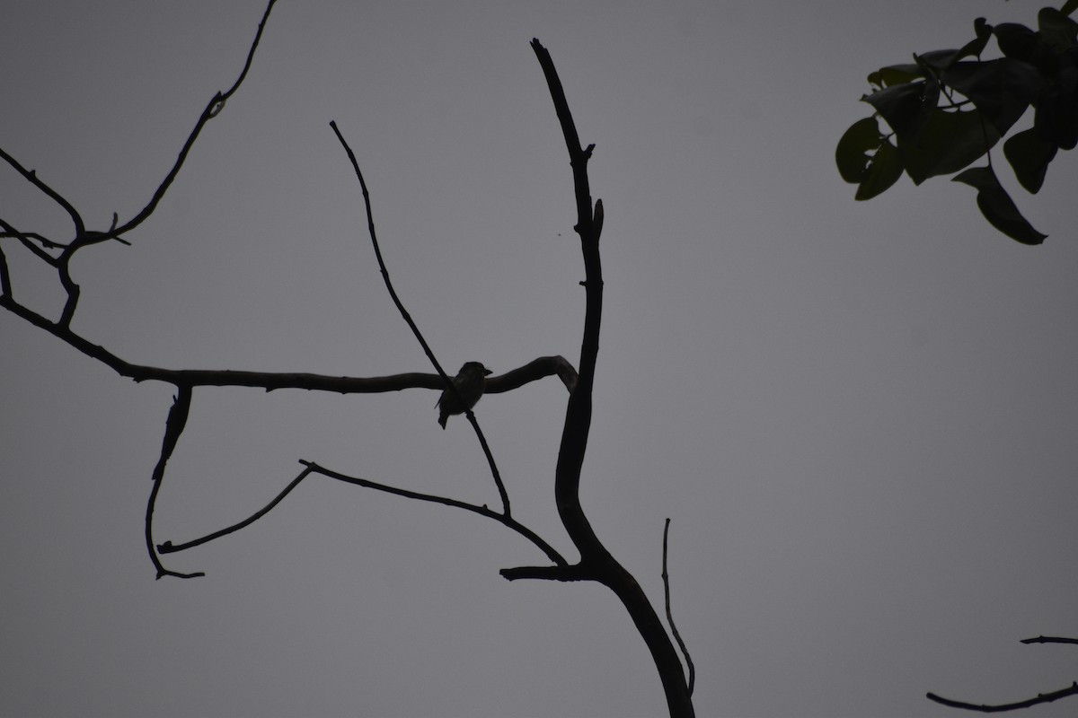 Coppersmith Barbet - ML639457891