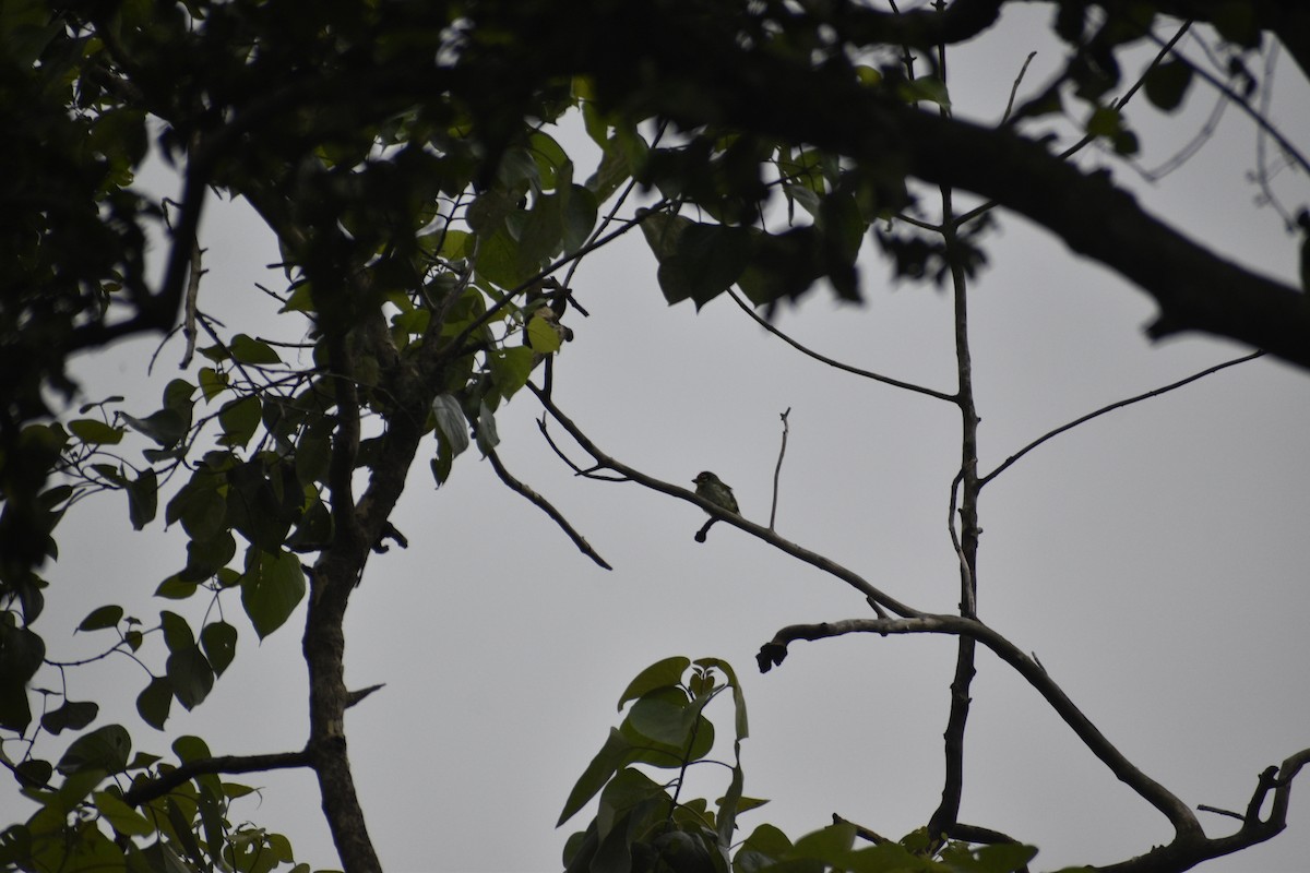 Coppersmith Barbet - ML639457893