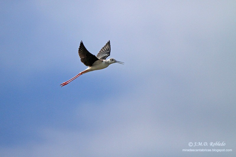 Black-winged Stilt - ML639457966