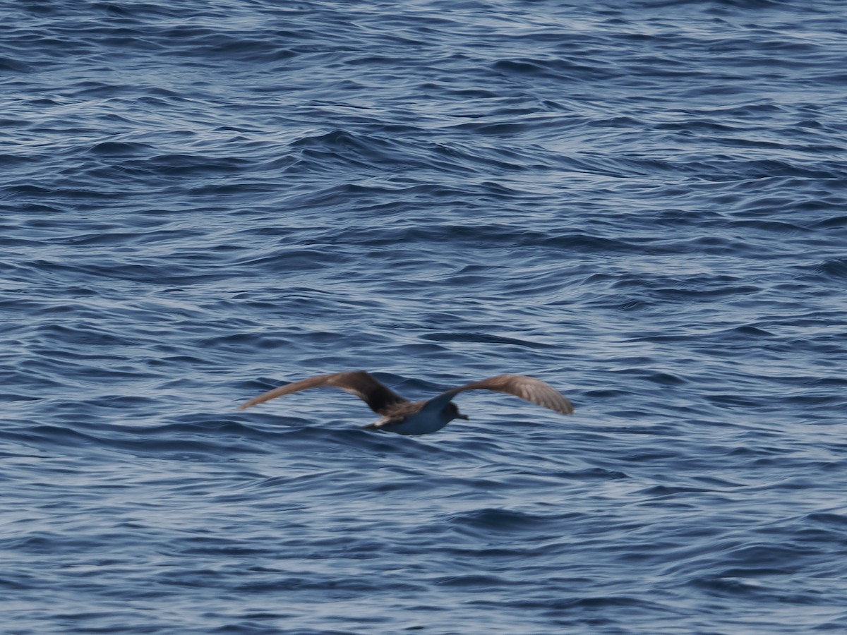 Cory's Shearwater - William Hoeck