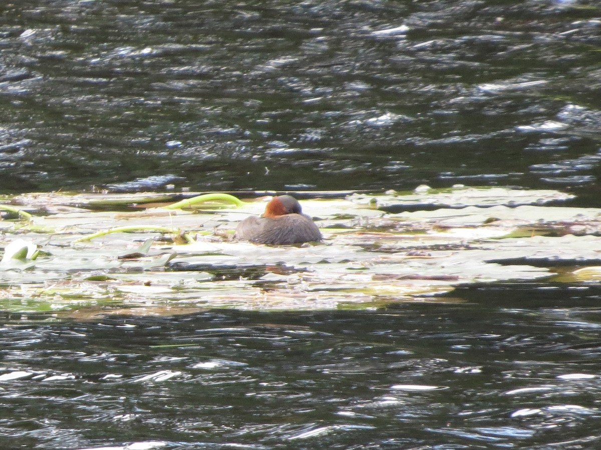 Little Grebe - ML639458056