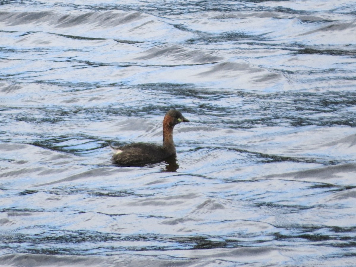 Little Grebe - ML639458057