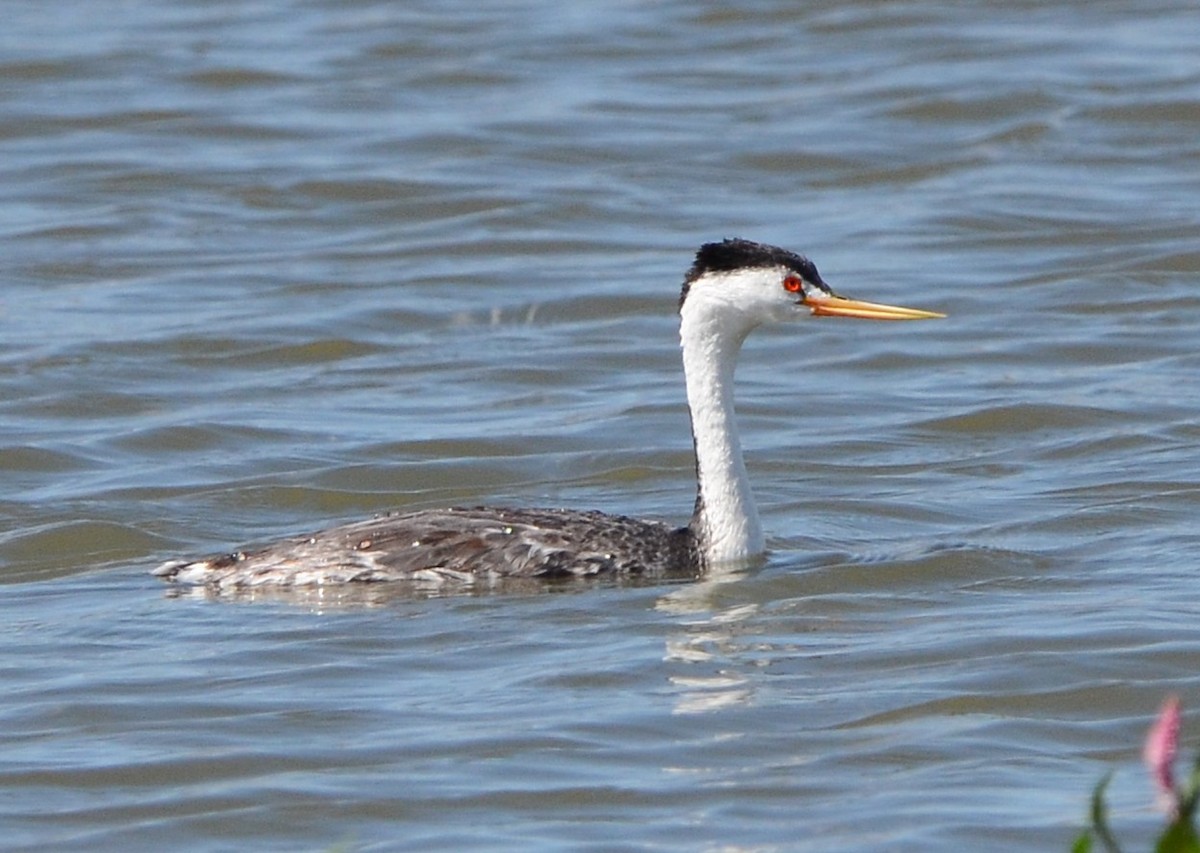 Clark's Grebe - ML639458105