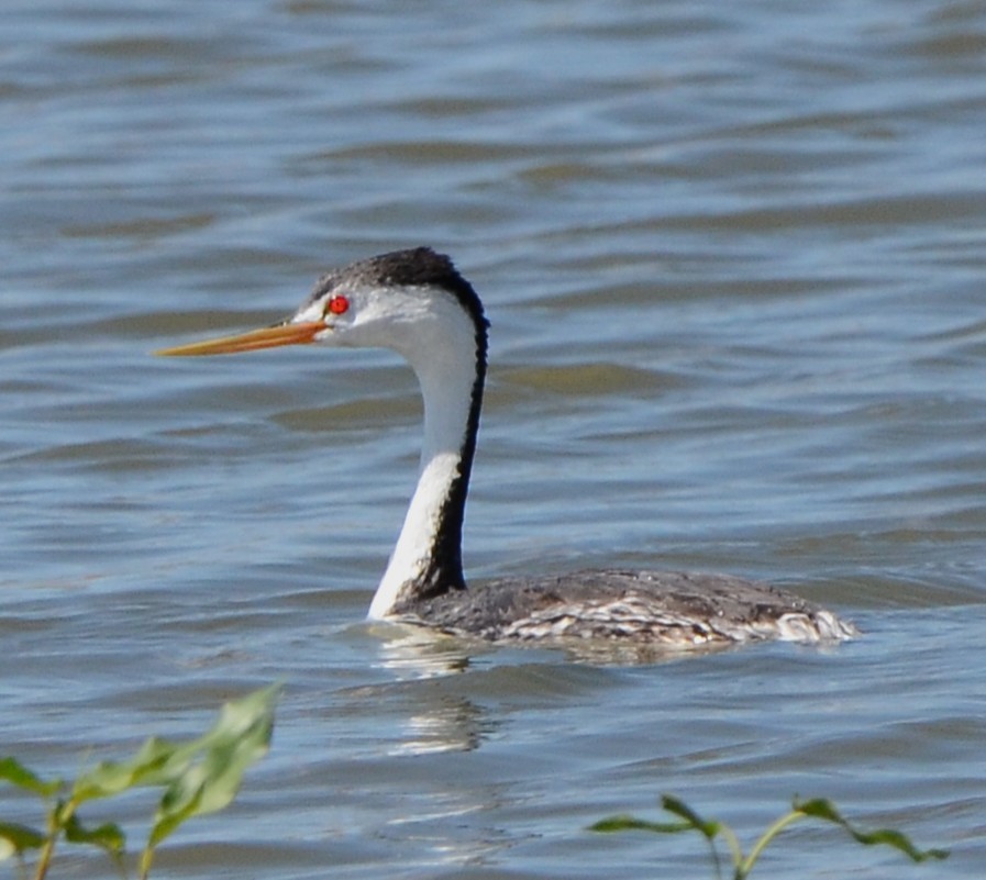 Clark's Grebe - ML639458106