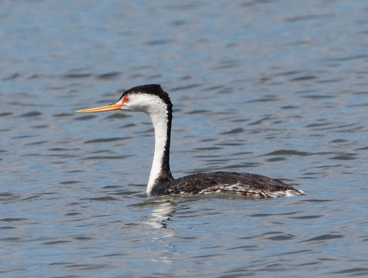 Clark's Grebe - ML639458107