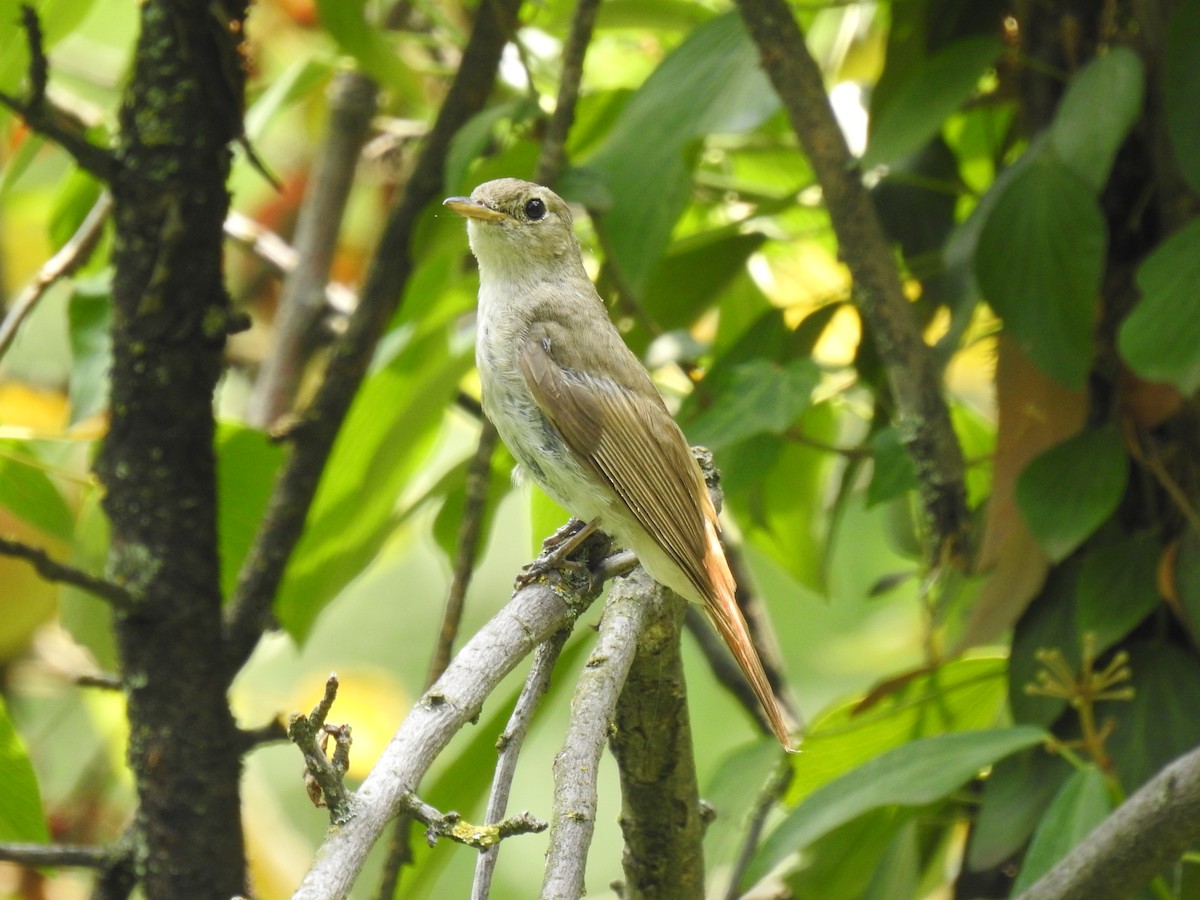 Rusty-tailed Flycatcher - ML639458127