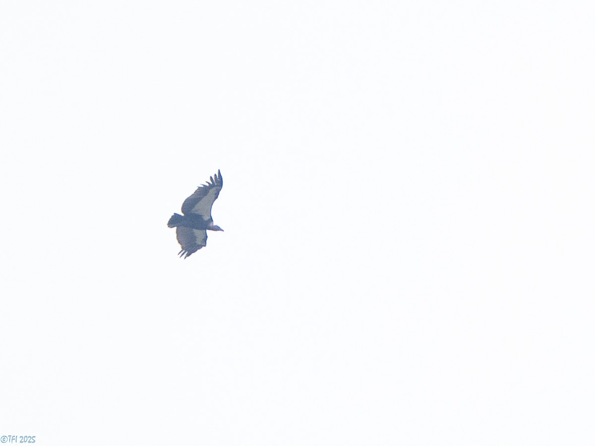 White-rumped Vulture - ML639458230
