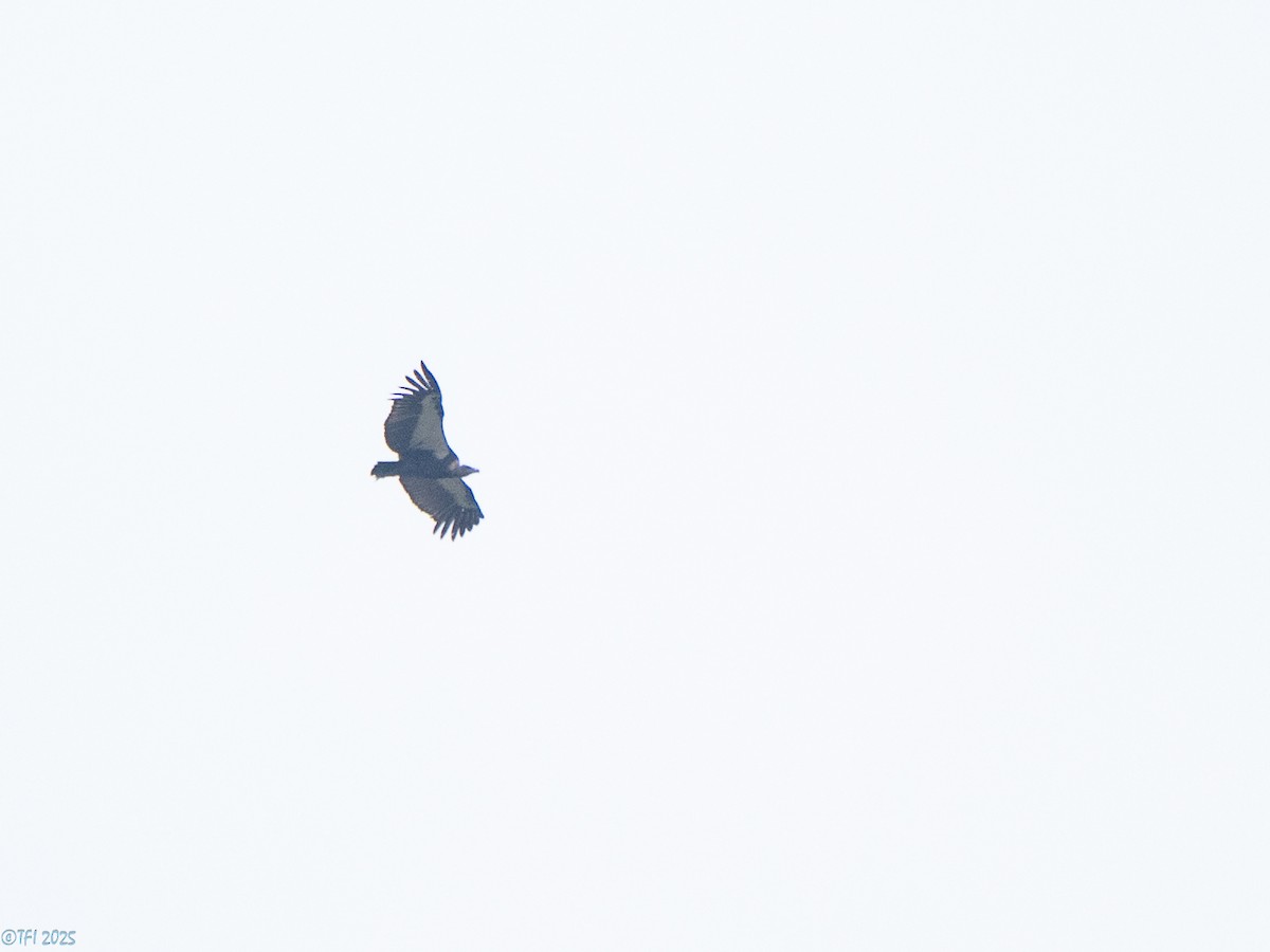 White-rumped Vulture - ML639458235