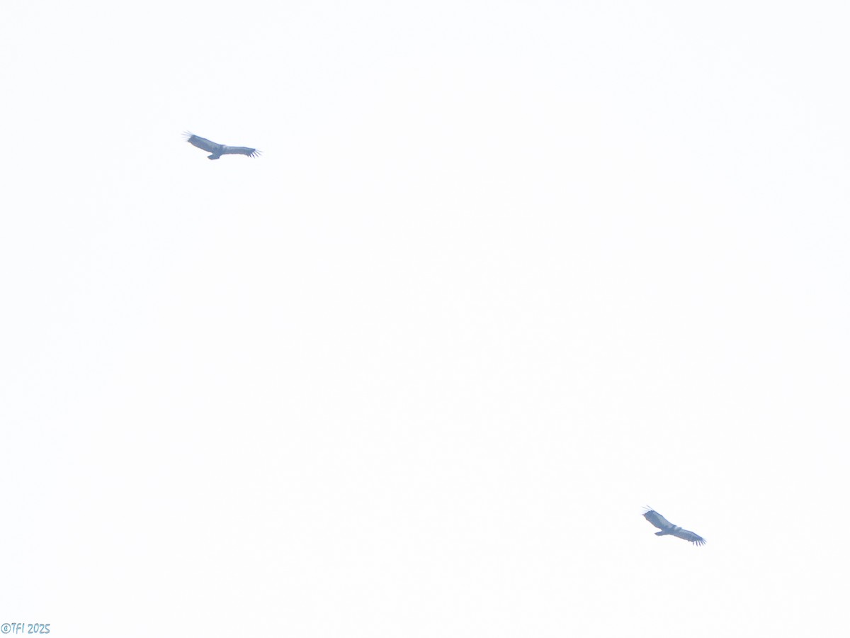 White-rumped Vulture - ML639458239