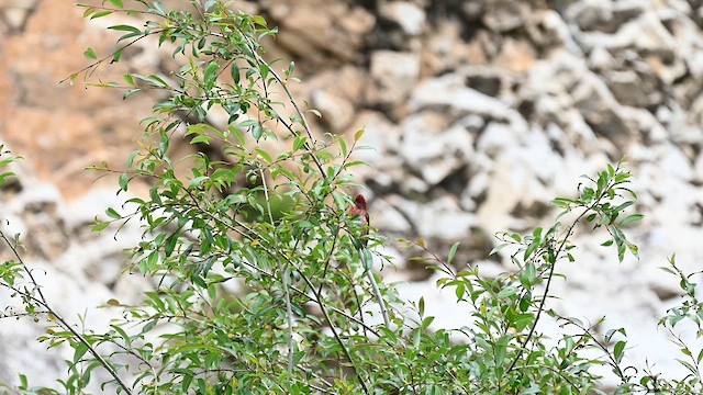 Улаавар бужмар - ML639458275