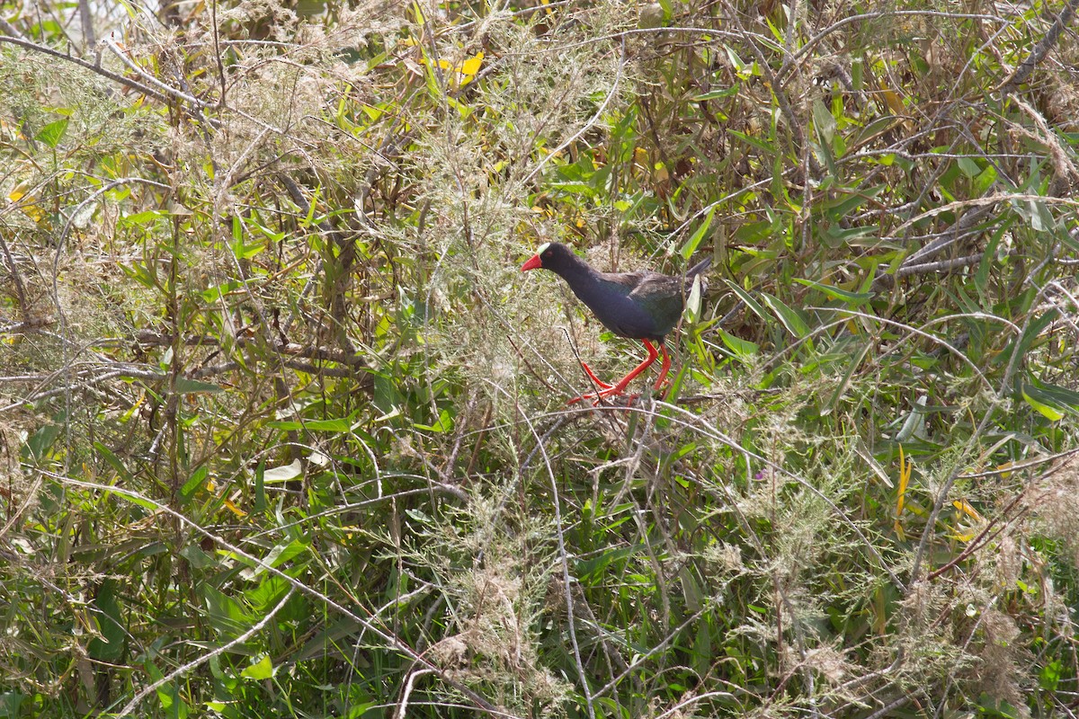Allen's Gallinule - ML639458285