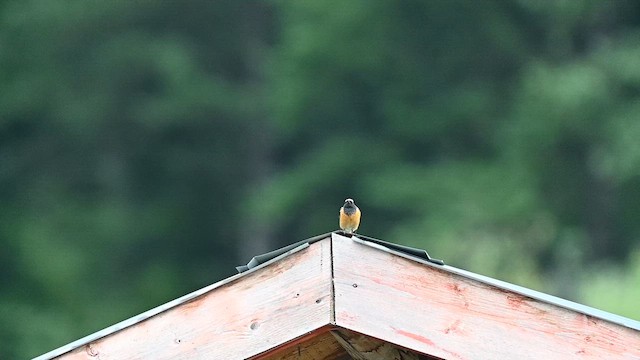 Hodgson's Redstart - ML639458405