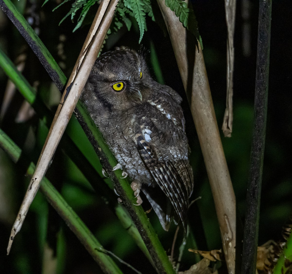 Santa Marta Screech-Owl - ML639458463