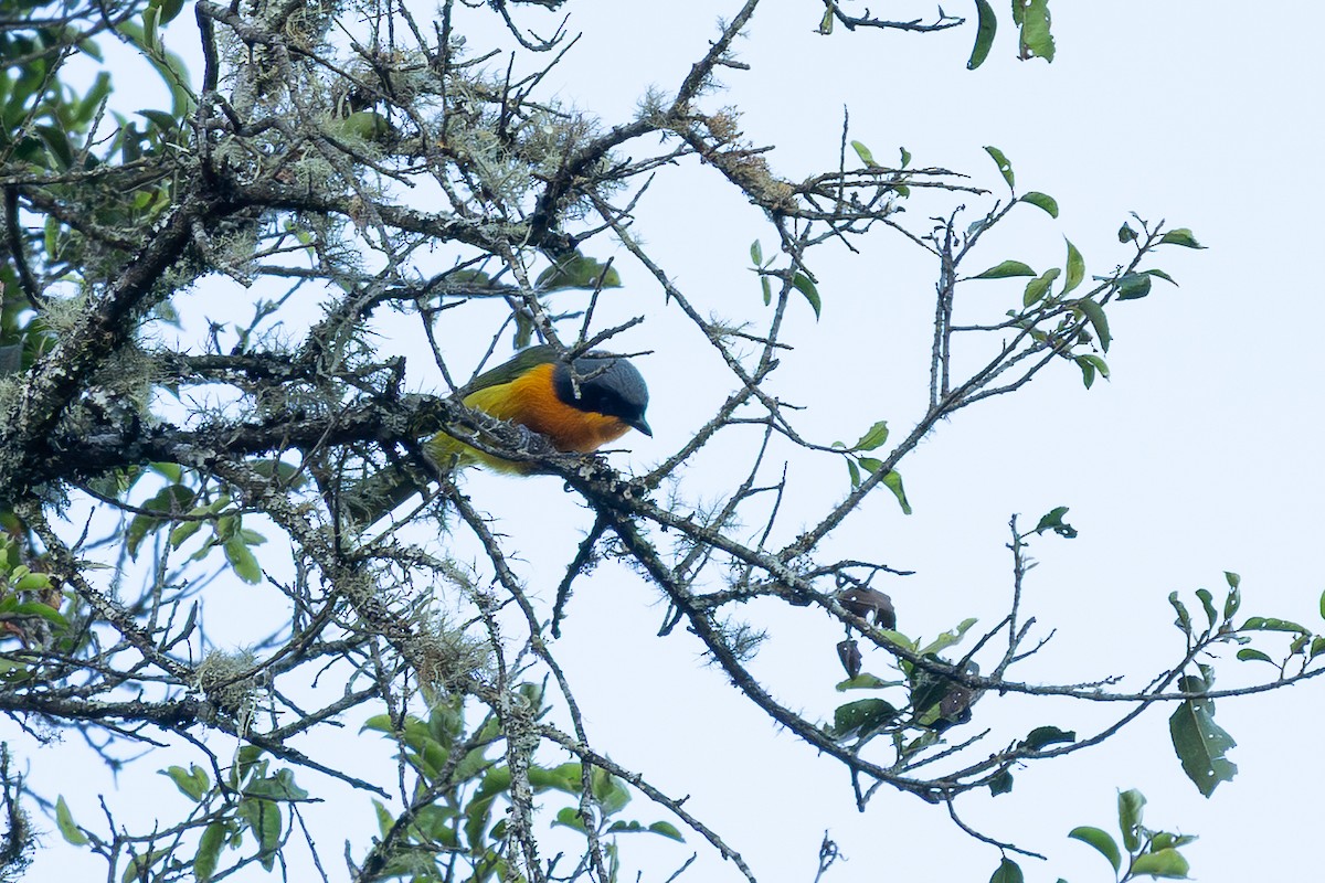 Black-fronted Bushshrike - ML639458510