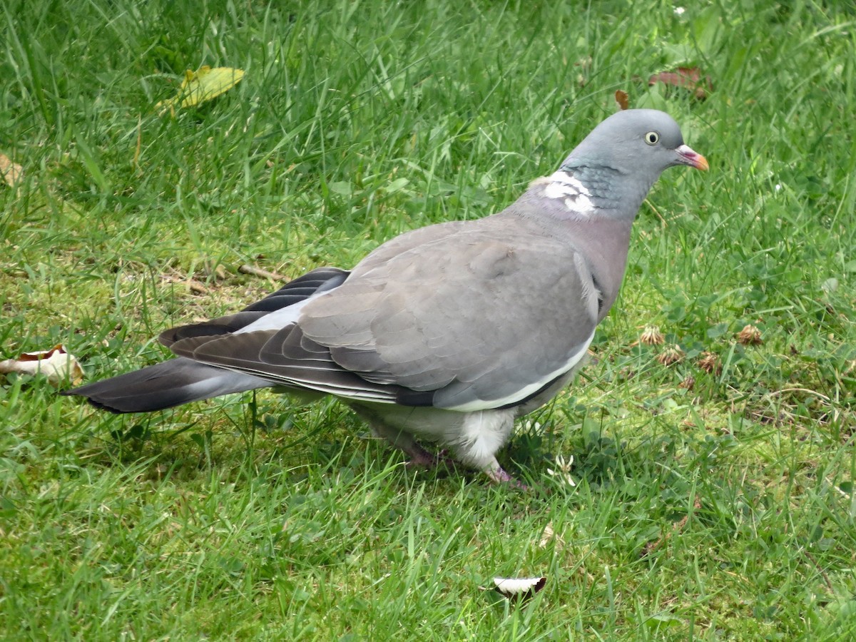 Common Wood-Pigeon - ML639458534