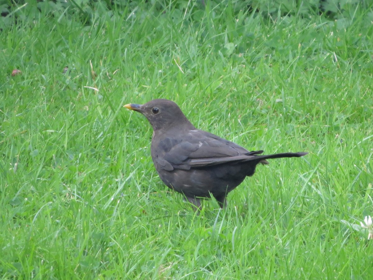 Eurasian Blackbird - ML639458555