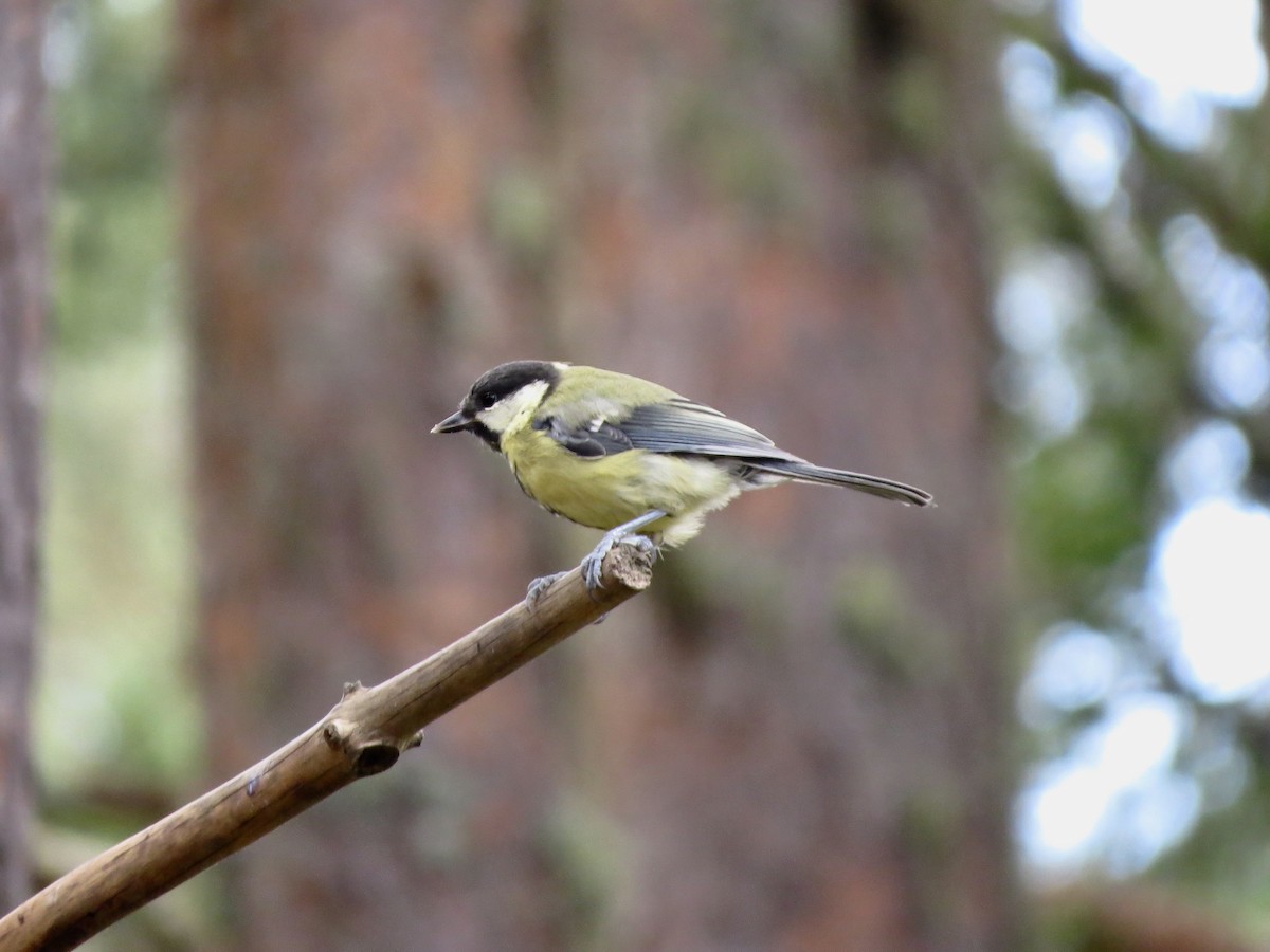 Great Tit - ML639458625