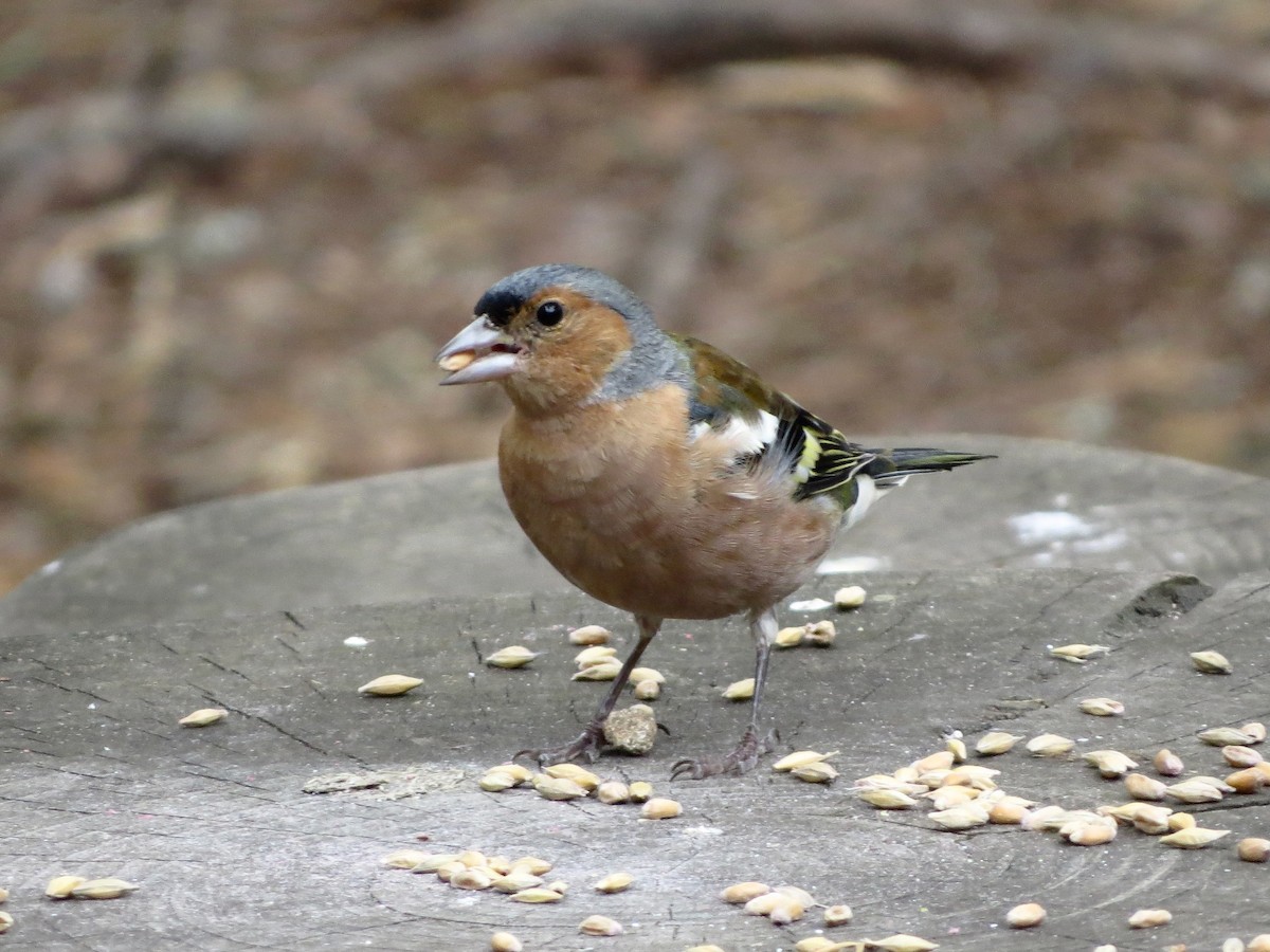 Common Chaffinch - ML639458635