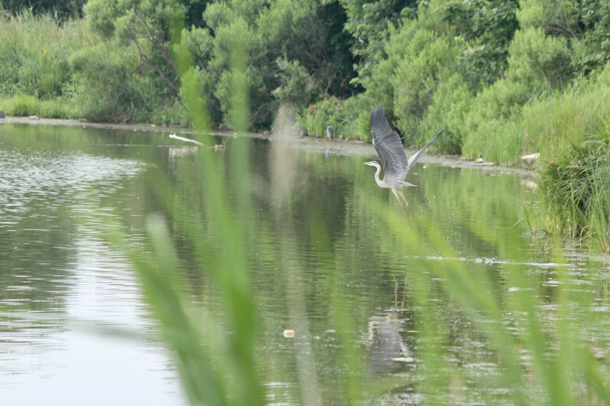 Great Blue Heron - ML639458740