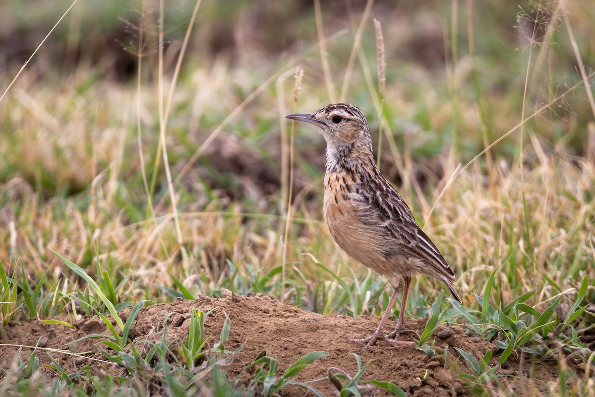 Beesley's Lark - ML639458756
