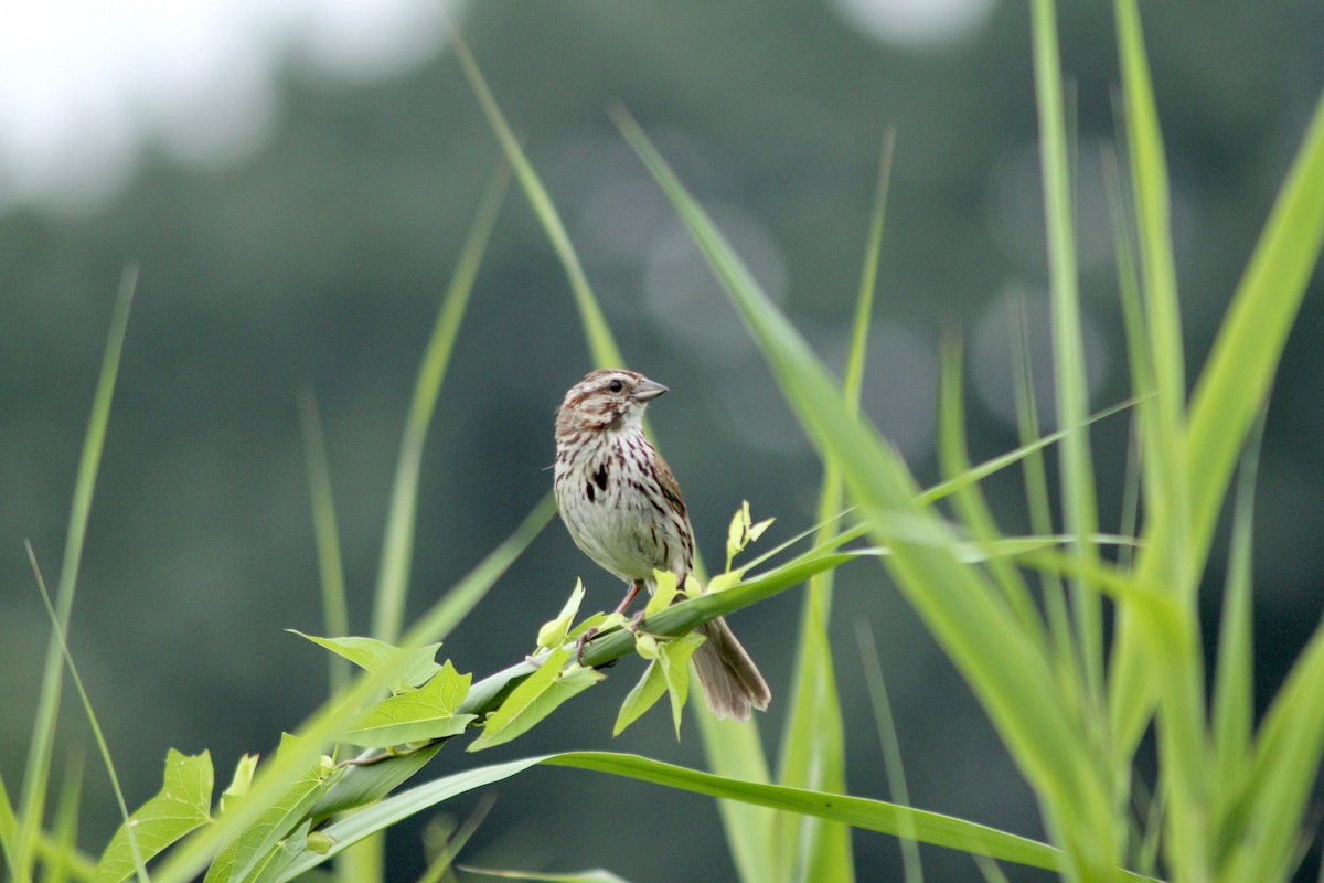 Song Sparrow - ML639458757
