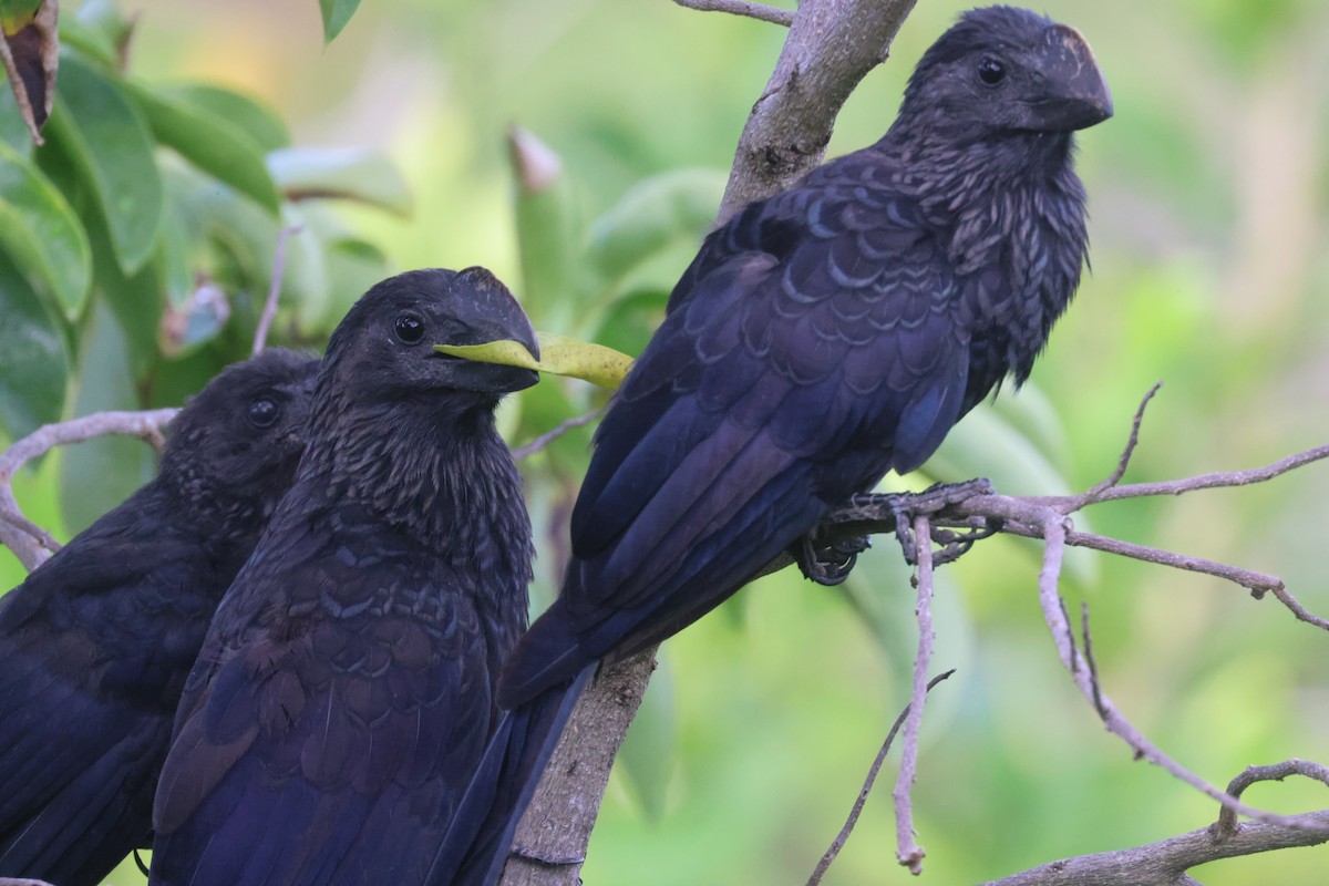 Smooth-billed Ani - ML639458766