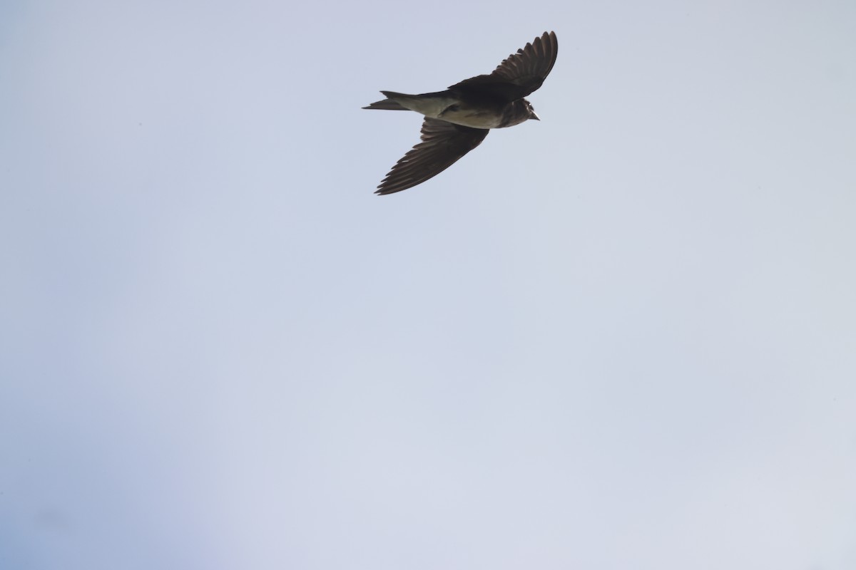 Caribbean Martin - ML639458818