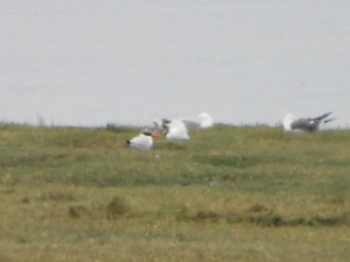 Морин хараалай - ML639458845