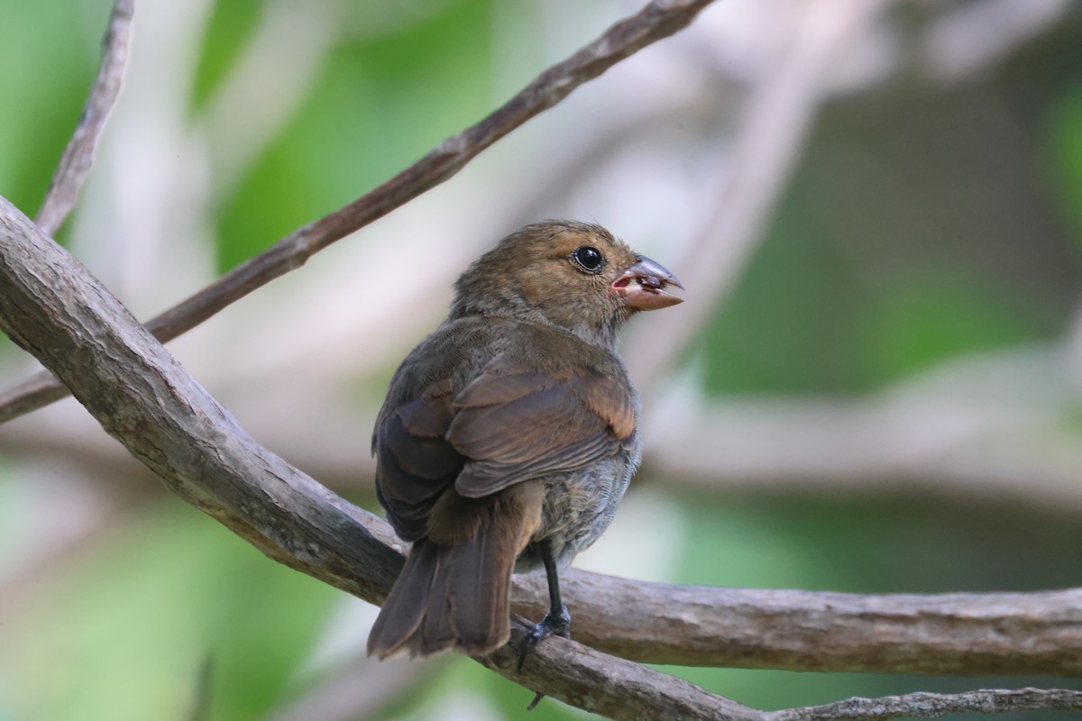 Lesser Antillean Bullfinch - ML639458849
