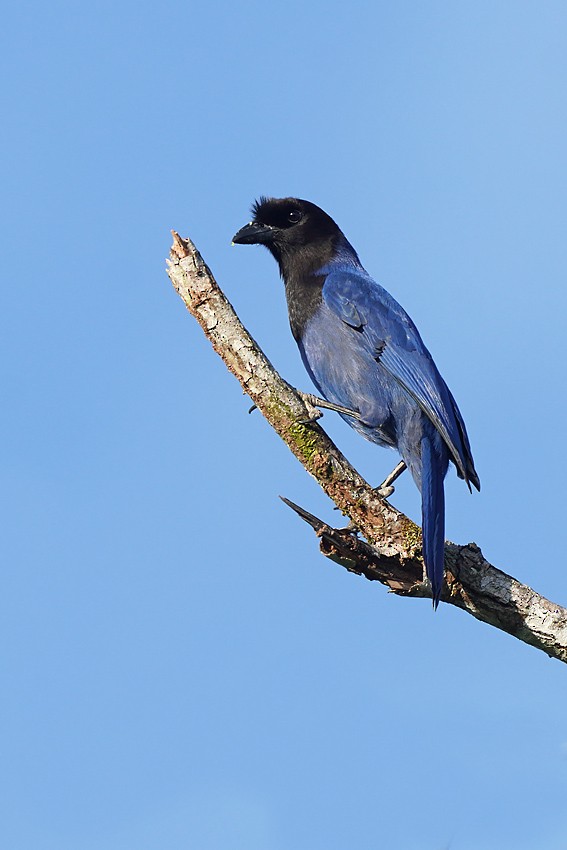 Azure Jay - ML639458851