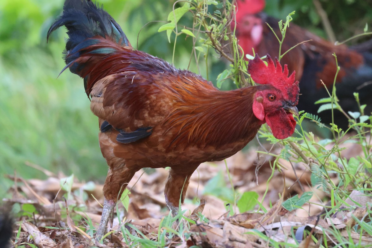 Red Junglefowl (Domestic type) - ML639458899