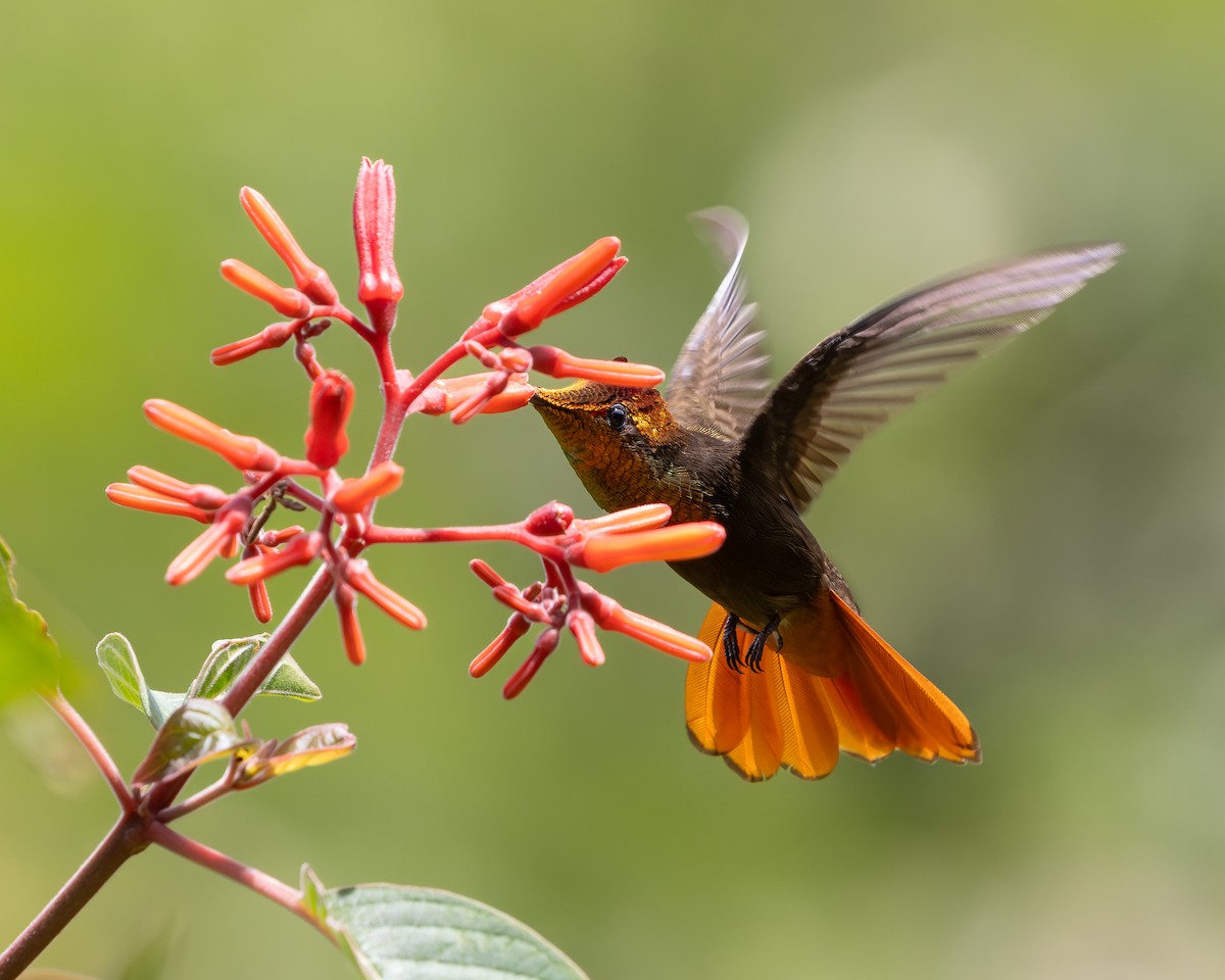 Ruby-topaz Hummingbird - ML639458911