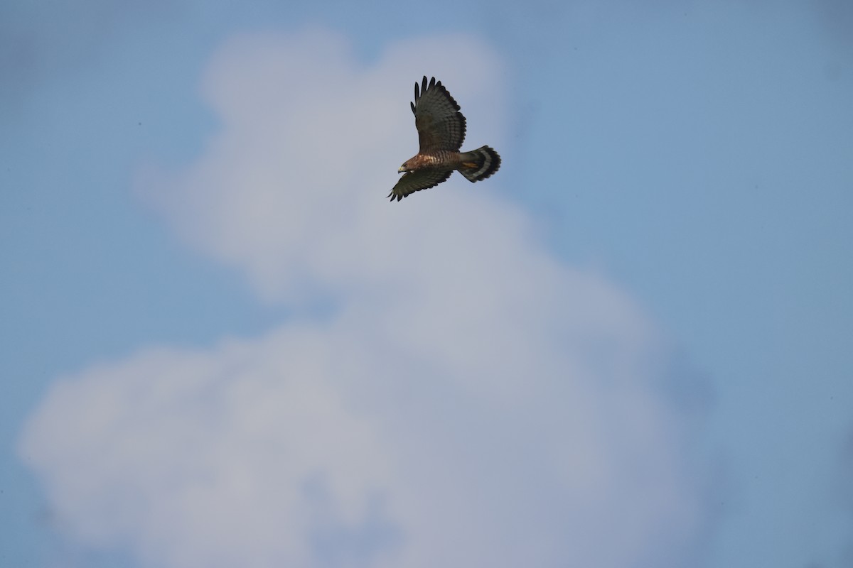 Broad-winged Hawk (Caribbean) - ML639458978