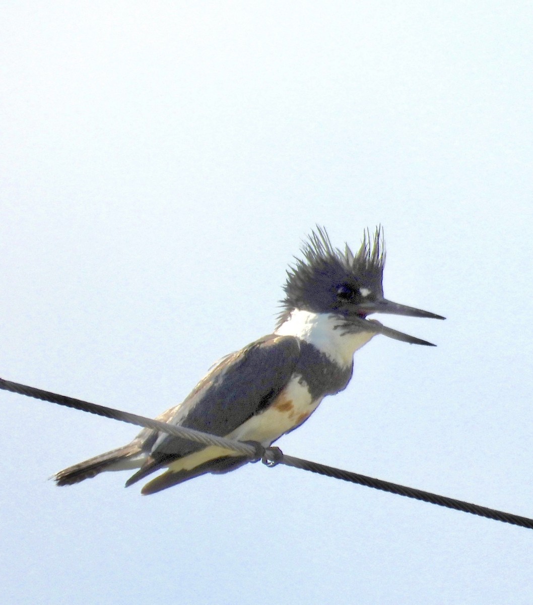 Belted Kingfisher - ML639458996