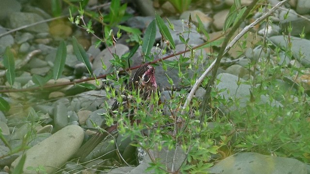 Weißbrauengimpel - ML639459004