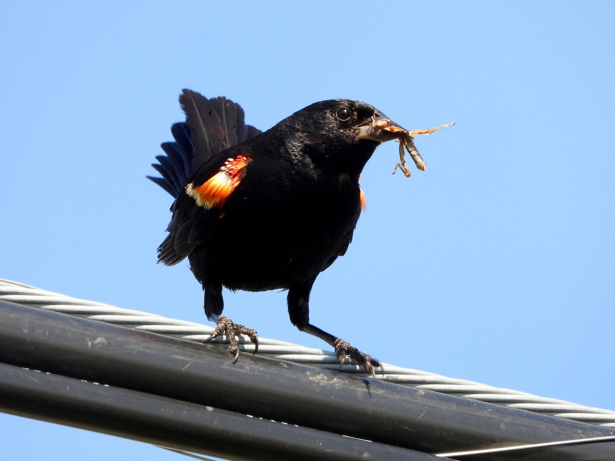 Red-winged Blackbird - ML639459016