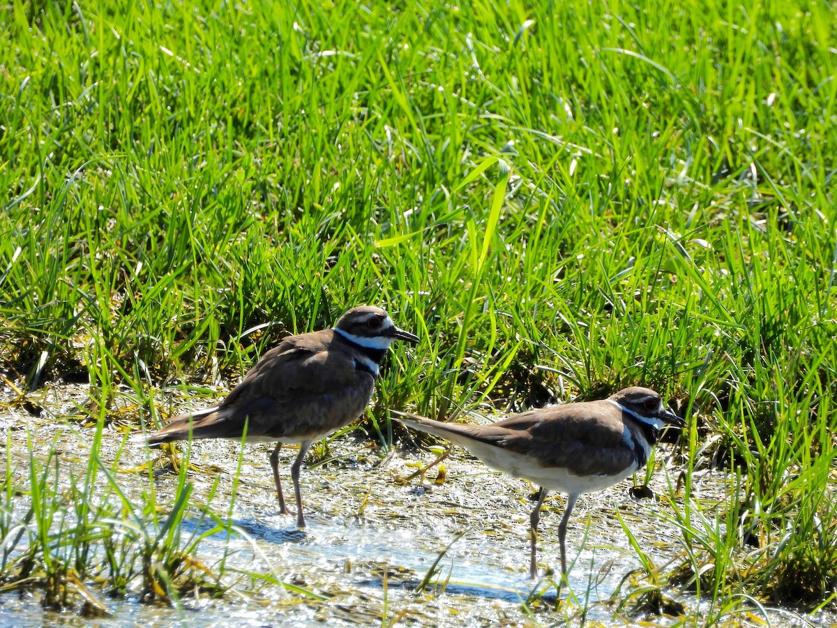 Killdeer - ML639459043