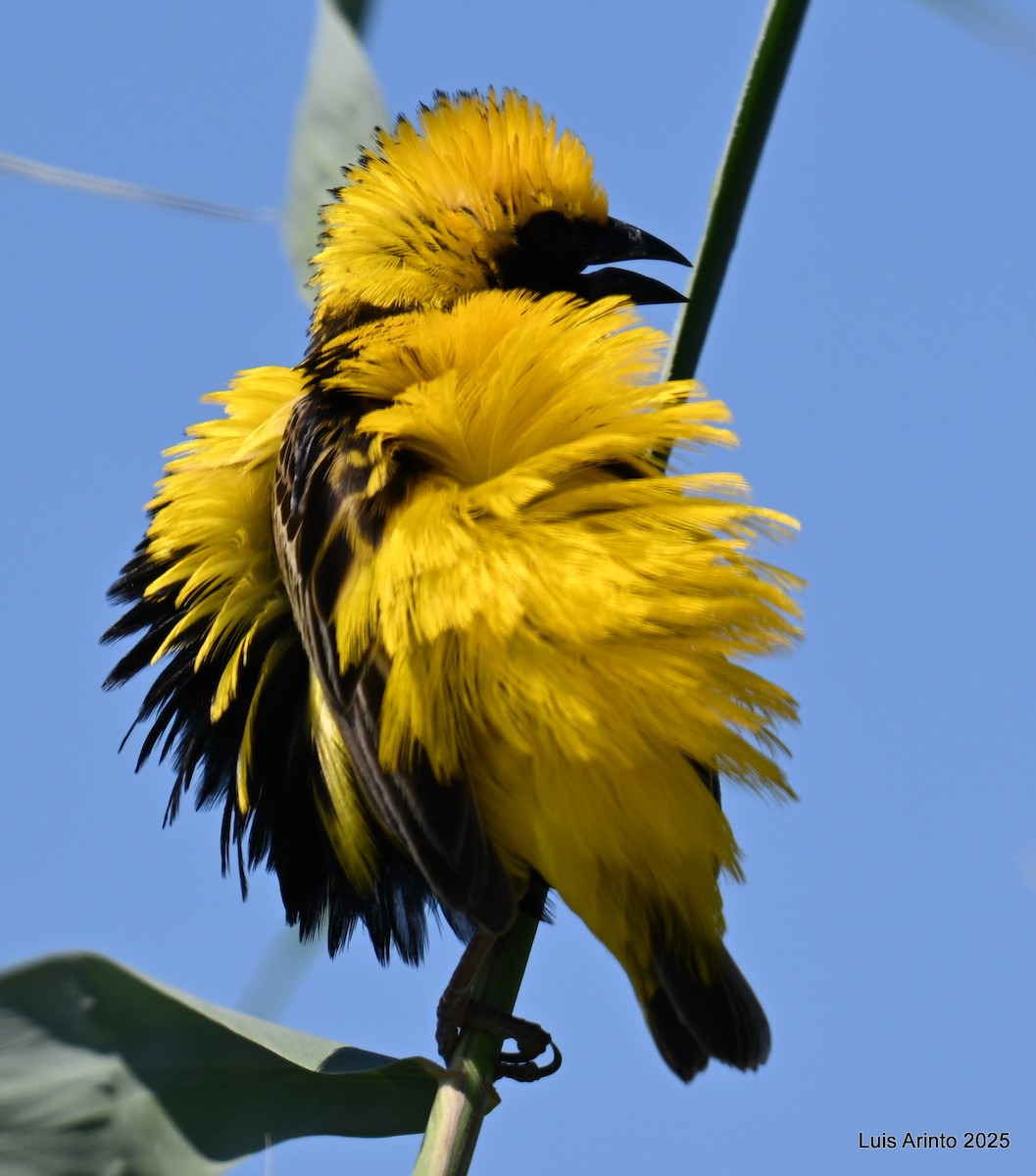 gulkronebisp - ML639459047