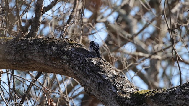 Hairy Woodpecker (Eastern) - ML639459082