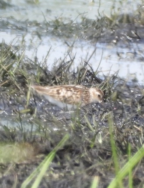 Least Sandpiper - ML639459126