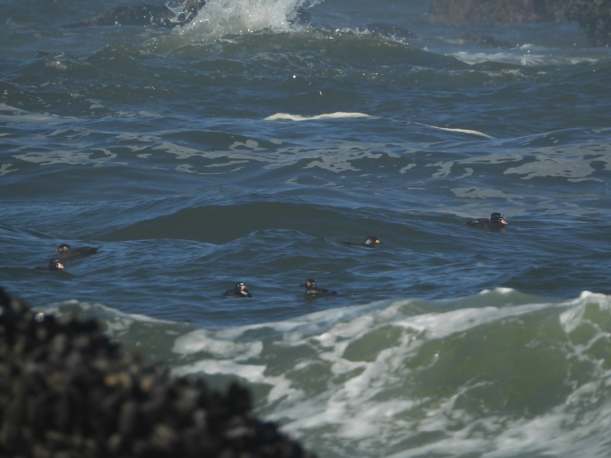 クロガモ - ML639459306