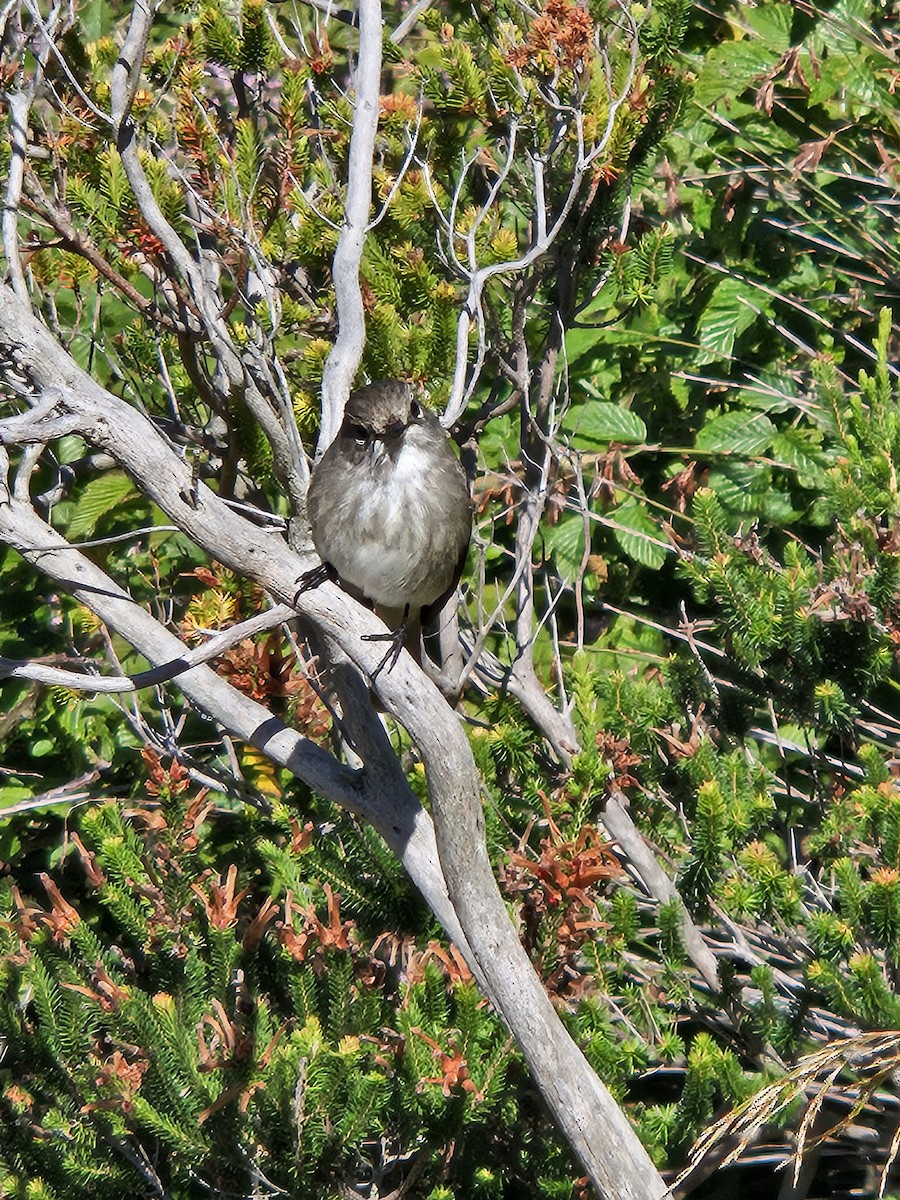 African Dusky Flycatcher - ML639459335