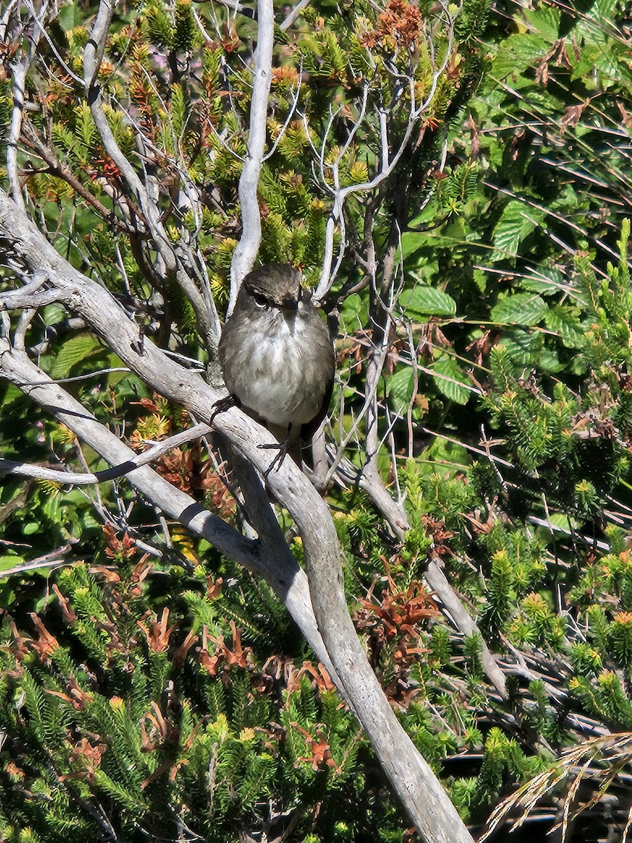 African Dusky Flycatcher - ML639459336