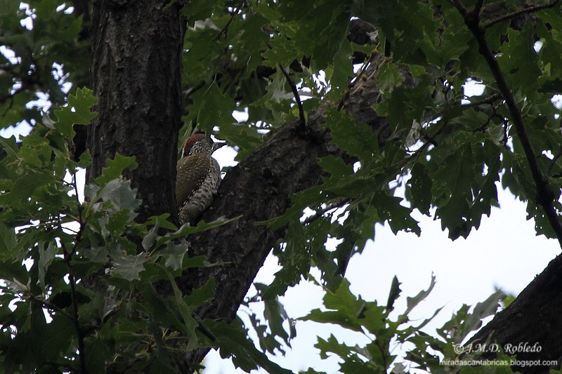 Eurasian Green Woodpecker - ML639459338
