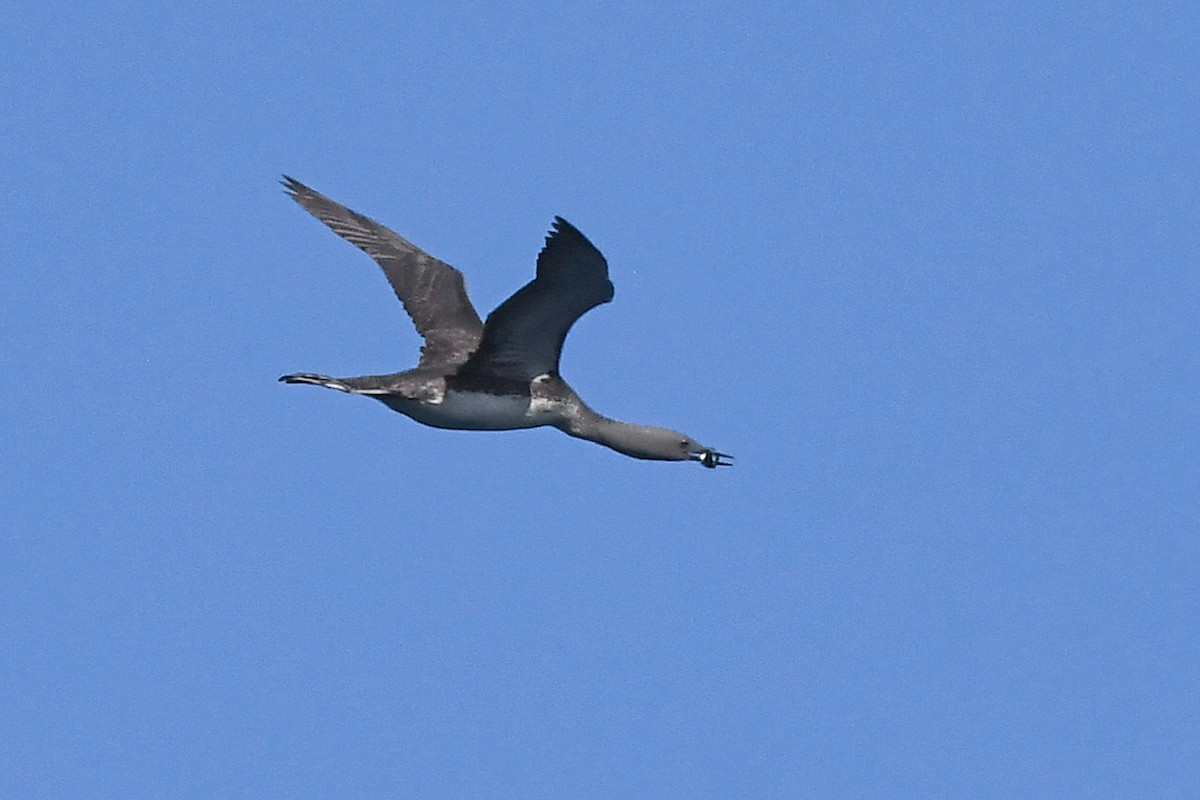 アビ - ML639459363