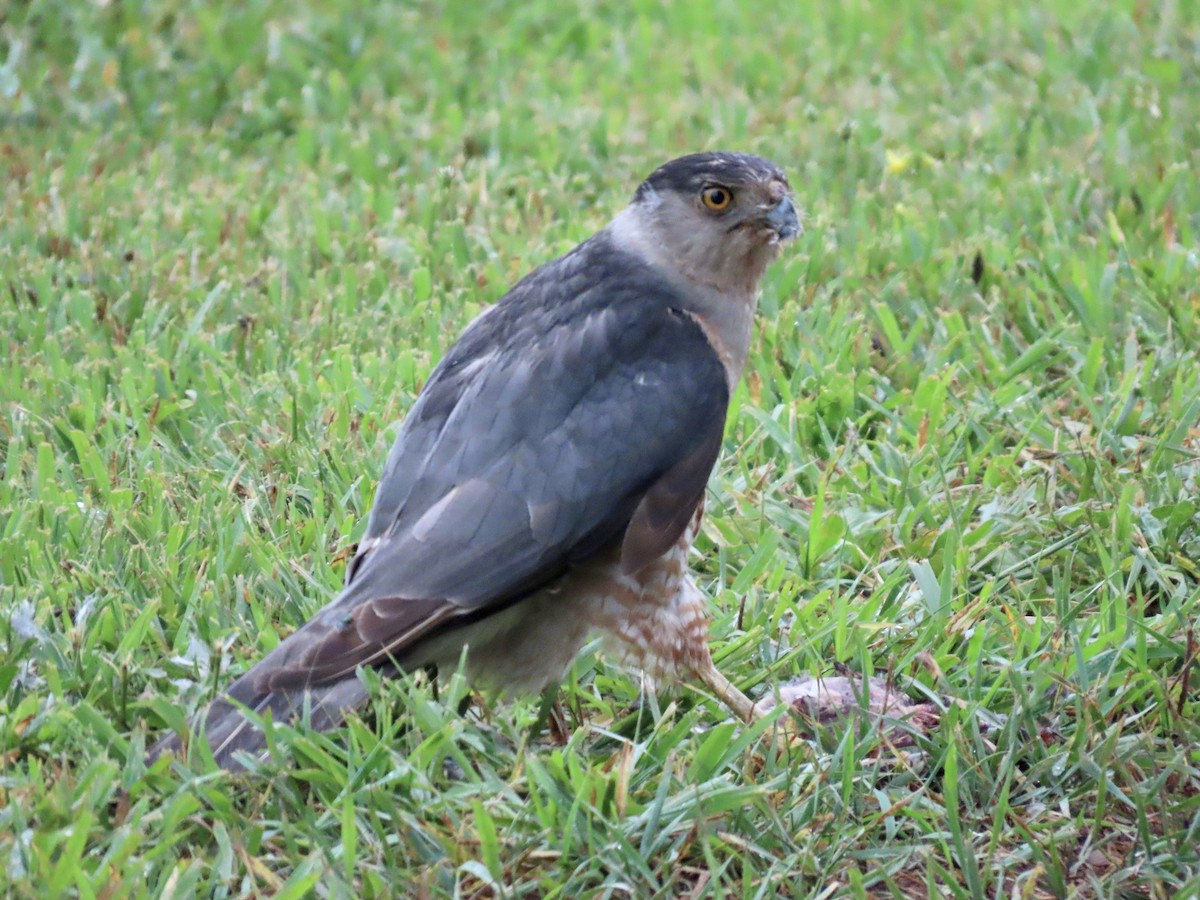 Cooper's Hawk - ML639459406